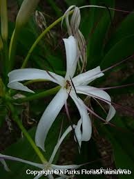 Crinum asiaticum flower10.jpg